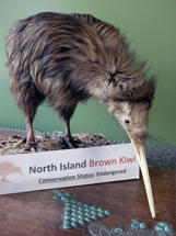 North Island Brown Kiwi