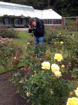 Wonderful motifs in rose gardens