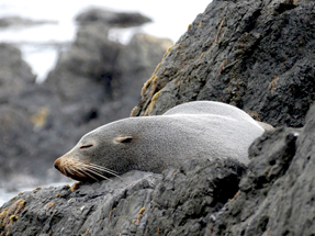 Their rocky home seems to be quite cosy...to them Fur seal colony at Cape Palliser