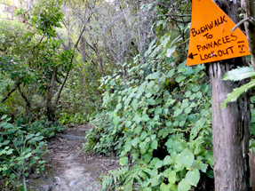 Pinnacles Wanderweg