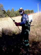 With full (chemical) force against blackberries Chemical spray for blackberries