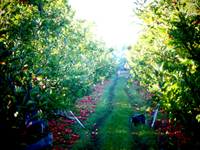 Apple tree row