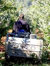 Michael, one of our tractor drivers, takes one of our bins tractor driver Michael