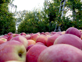 Our bins are absolutely filled - every time. And there are no bruises, nothing. We try our best to pick perfect - its export in the end Full export bins