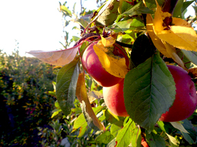 Apples on sunset