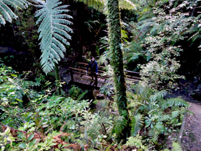 Steep up and down around the Morere Hot Springs Steep track Morere Hot Springs