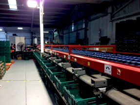 This machine is designed for apples, but does a quite good job for citrus fruit too...you might think Sorting machinery