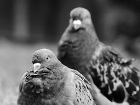 Schwarz-weiß Portrait zweier Tauben