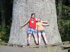 800 year old Kauri and us