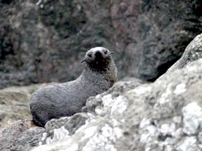 Fur seals at Cape Palliser
