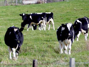 Kühe in Wairoa