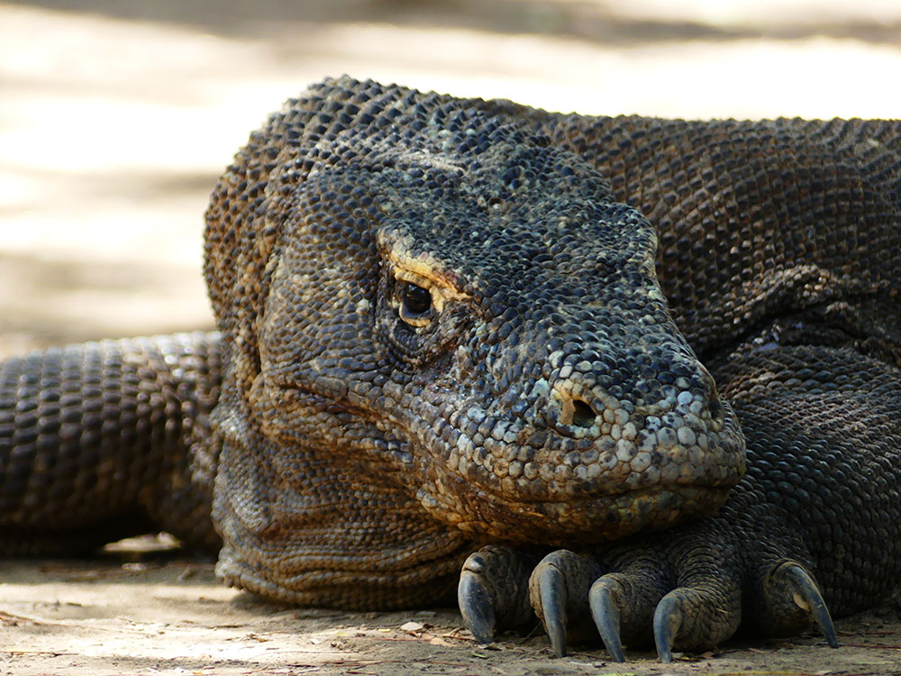 The largest dragon of the planet - Komodo dragon Komodo dragon