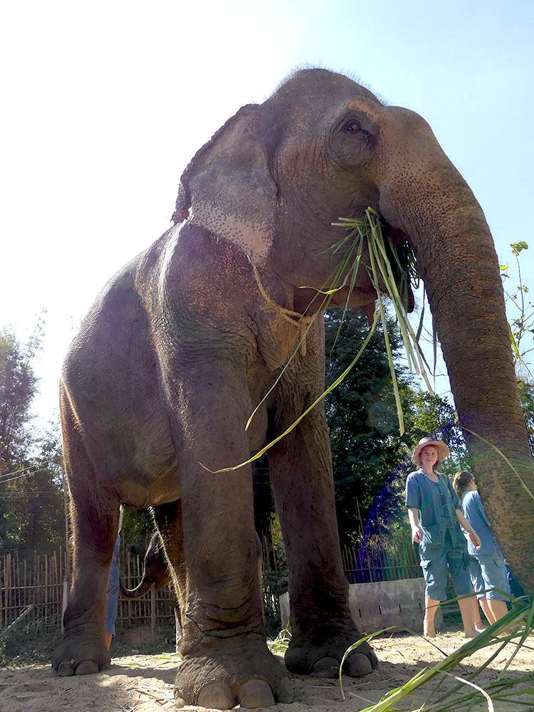 In the elephant sanctuary we treated rescued elephants. A very special christmas gift - for us and them MaeRim Elephant Sanctuary
