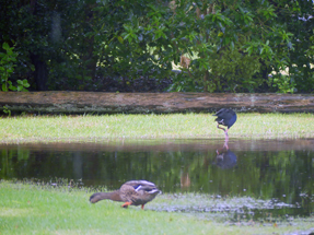 Regen in Wenderholm Regional Park