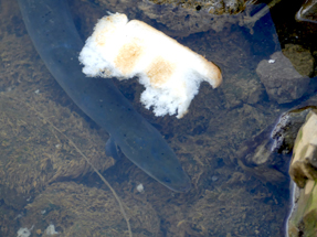 Longfin Eel