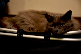 Herr im Haus - Te Kuru, der Maori Kater macht es sich gemütlich (© Mimi & Gaël) Te Kuru