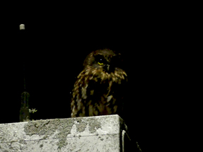 Morepork