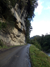 Te Urewera Urwaldstrae