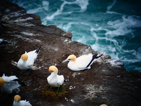 Alte Bekannte: Gannets