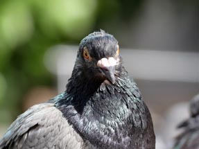 Closeup of pigeon