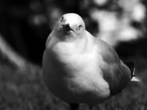 Seagull Wellington