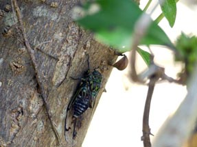 Cicada tree