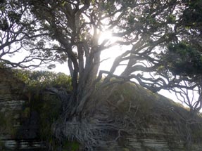 Sonnenlicht durch Baum