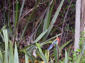 Rosella Papagei