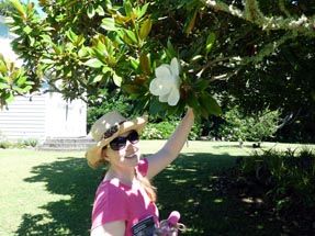 blooming gardenia tree