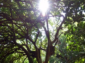 Sunshine trees