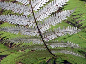 Silver Fern leave