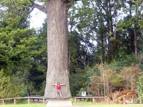 Kauri Tree