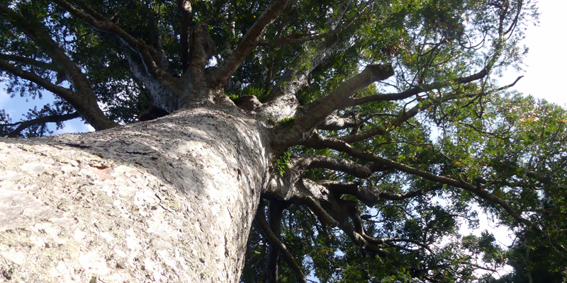 800 Jahre Wachstum für diesen Kauri Riesen