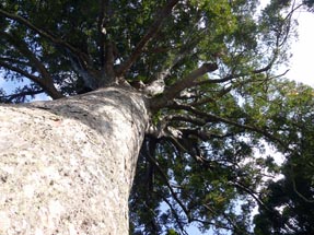 Kauri Treetop