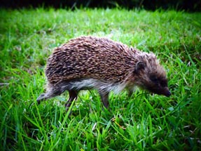 Ein Igel im Garten