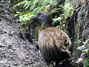 Weka Vogel