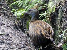 Weka bird