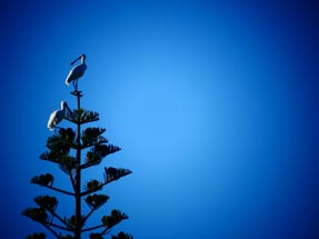 Spoonbills in der Sonne