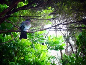 Kereru oder Wood Pigeon