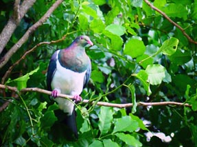 Kereru sitzt im Baum