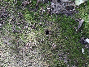 Kiwi Schnabel Spuren