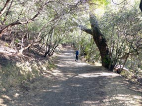 Walking path around Mount Vic