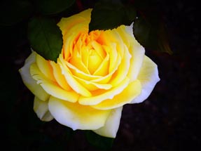 a yellow rose