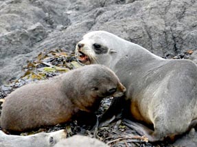 The fur seals are close together