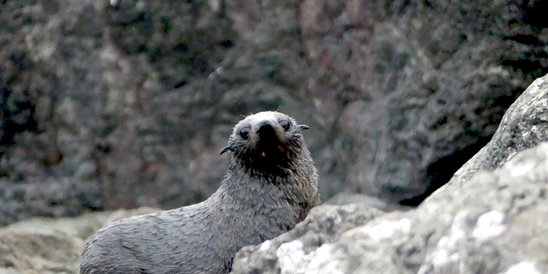 Am Cape Palliser haben es sich Pelzrobben bequem gemacht