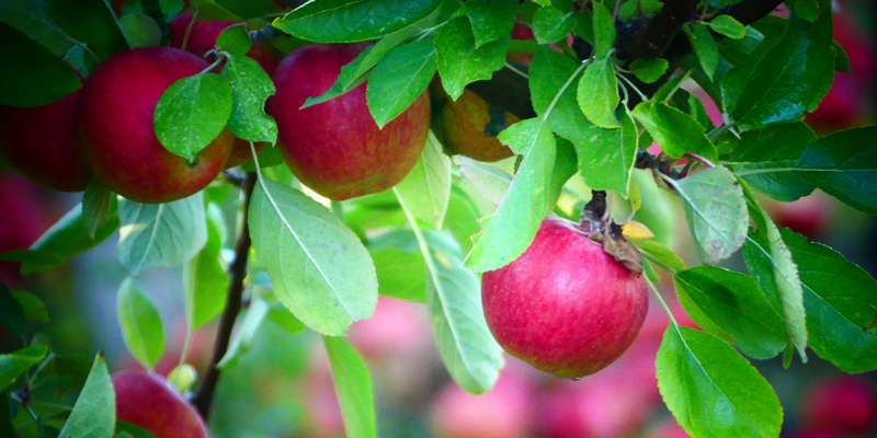 Äpfel wie aus Grimm's Märchen Äpfel wie aus Grimm's Märchen