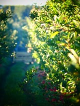 Sonne am Morgen in der Plantage