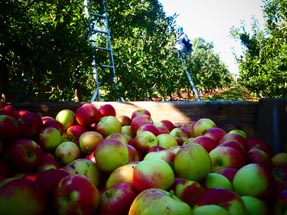 Äpfel türmen sich in der Kiste