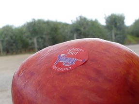 Sticker mit Yummy fruits auf einem roten Apfel