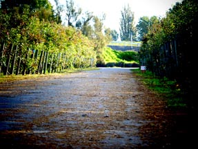 Die Sonne scheint auf die Plantage